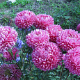 Астра китайская Леди Коралл Бриллиантово-Розовая Астра китайская Леди Коралл Бриллиантово-Розовая