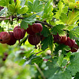 Крыжовник Пурмен Крыжовник Пурмен