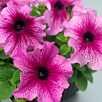 Петуния крупноцветковая Танго Розовая с малиновыми жилками Петуния крупноцветковая Танго Розовая с малиновыми жилками