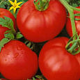 Томат Москвич Томат Москвич