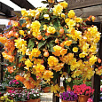 Бегония клубневая Нонстоп Джой Еллоу Бегония клубневая Нонстоп Джой Еллоу