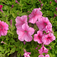 Петуния грандифлора Игл Пастел Пинк Петуния грандифлора Игл Пастел Пинк