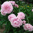 Пион молочноцветковый Lady Orchid