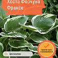 Хоста Форчуна Франсе