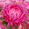 Астра китайская Леди Коралл Бриллиантово-Розовая Астра китайская Леди Коралл Бриллиантово-Розовая