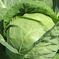 Капуста белокочанная Доминанта  Капуста белокочанная Доминанта