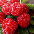 Малина земляничная (тибетская)