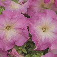 Петуния грандифлора Тритуния Пинк Петуния грандифлора Тритуния Пинк