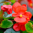 Бегония вечноцветущая бронзоволистная Найтлайф Ред Бегония вечноцветущая бронзоволистная Найтлайф Ред