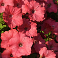 Петуния ампельная F1 Изи Вейв	Корал Риф Петуния ампельная F1 Изи Вейв	Корал Риф