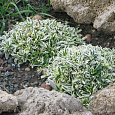 Арабис (Резуха) выступающий Variegata