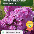 Флокс Метельчатый Мисс Ольга