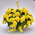 Бегония ампельная Йеллоу Бегония ампельная Йеллоу