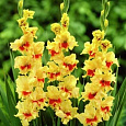 Гладиолус крупноцветковый Джестер Гладиолус крупноцветковый Джестер