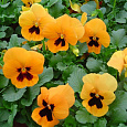 Виола крупноцветковая Инспайер Плюс Оранж Блотч Виола крупноцветковая Инспайер Плюс Оранж Блотч
