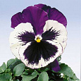 Виола крупноцветковая Селло Виолет Фэйс Виола крупноцветковая Селло Виолет Фэйс