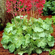 Гейхера гибридная Геркулес