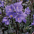 Синюха Гибридная Bressingham Purple