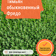 Тимьян обыкновенный Фредо Тимьян обыкновенный Фредо