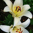 Лилия ЛА-гибрид Бах