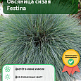 Овсяница сизая Festina