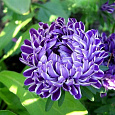 Астра пионовидная Седая Дама синяя Астра пионовидная Седая Дама синяя