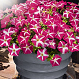 Петуния ампельная Саксесс Пинк Стар