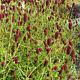 Кровохлебка лекарственная Red Thunder