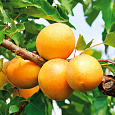 Абрикос обыкновенный Погремок