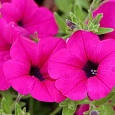Петуния ампельная F1 Парпл Вельвет Петуния ампельная F1 Парпл Вельвет