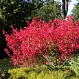 Бересклет европейский Ред Каскад Бересклет европейский Ред Каскад