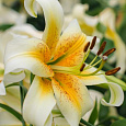 Лилия ОТ-гибрид Мистер Кас