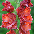 Гладиолус крупноцветковый Бимбо Гладиолус крупноцветковый Бимбо