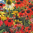 Эхинацея Шайенн Спирит