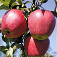 Яблоня Красное раннее