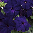 Петуния грандифлора Аладдин Синяя Петуния грандифлора Аладдин Синяя