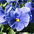 Виола крупноцветковая Инспайер Плюс Тру Блю Виола крупноцветковая Инспайер Плюс Тру Блю