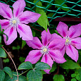 Клематис крупноцветковый Розамунд