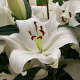 Лилия ОТ-гибрид Замбези Лилия ОТ-гибрид Замбези