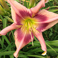 Лилейник гибридный Storm Damage