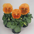 Виола крупноцветковая Кетс Оранж Виола крупноцветковая Кетс Оранж