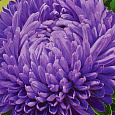 Астра китайская Леди Коралл Тёмно-Синяя Астра китайская Леди Коралл Тёмно-Синяя