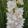 Гладиолус крупноцветковый Сильвер Стрик Гладиолус крупноцветковый Сильвер Стрик