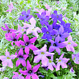 Петуния гибридная Звездный дождь Петуния гибридная Звездный дождь