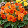 Бегония махровая Ориндж Бегония махровая Ориндж